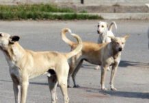 Hit and Run: PFA files FIR against Cab Driver for killing 4 Puppies