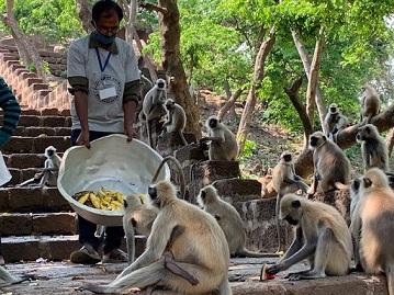 PFA-Dhyan Foundation comes to rescue of Monkeys in Khandagiri-Udayagiri  Caves in Bhubaneswar | India News Diary