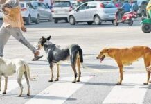 BMC Spends around Rs 11 lakhs for feeding Stray Dogs for 53 days in City