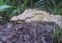 Kanika Range leads with 90 among 103 Saltwater Crocodiles Nests in Kendrapara