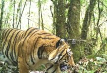 Big Cats brings cheers for Wildlife Lovers in India