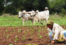 Union Cabinet approves MSP for Rabi Crops for marketing season 2021-22