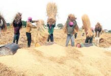 Paddy procurement for KMS 2020-21 is going on smoothly in Procuring States