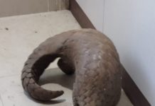 STF Nabs Pangolin Racket