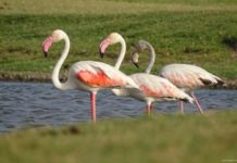 4 more sites of India added to Ramsar list as wetlands of International importance