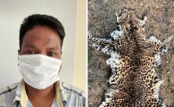 STF seized 1 Leopard Skin, arrested 1 Wildlife Criminal in Sambalpur
