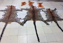 Odisha Police STF seized 3 Each Leopard and Deer Skins, arrested 1 in Kalahandi