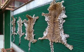 DRI Officials seized 4 Leopard Skins in Srinagar