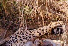 Cheetah numbers in India reach 53, as Jwala gives birth to five cubs at Kuno National Park; Indian-born Cubs rise to 33