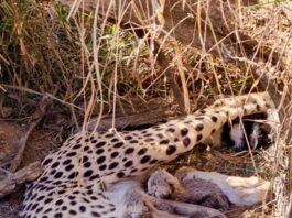 Cheetah numbers in India reach 53, as Jwala gives birth to five cubs at Kuno National Park; Indian-born Cubs rise to 33