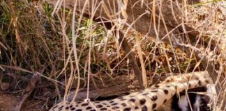 Cheetah numbers in India reach 53, as Jwala gives birth to five cubs at Kuno National Park; Indian-born Cubs rise to 33