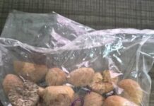 Directorate of Revenue Intelligence (DRI)’s Guwahati Zonal Unit has seized a large quantity of around 60,000 kg smuggled foreign-origin areca nuts