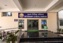 Prompt action and timely treatment by vets at the Veterinary Clinical Complex of the Institute of Veterinary Sciences and Animal Husbandry of SOA saved the life of a calf which had become the victim of a hit and run accident