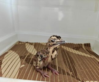 Project Great Indian Bustard (GIB) has added three more chicks to the conservation breeding programme in the last couple of days, taking the total number of chicks hatched so far in the fourth year of captive breeding to 26