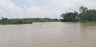 First flood waters of 2026 are flowing in the Brahmani and Kharasrota rivers, Just last year, in 2025, a similar flood came
