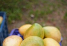 APEDA under the Ministry of Commerce and Industry facilitated the first-ever air shipment of Neelam and Totapuri mangoes from Karnataka to the Maldives. Flagged off