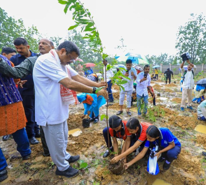 Plantation (3)
